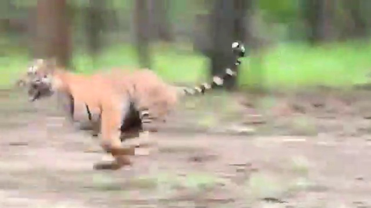 A Tiger got rescued from Motihari and was released in Valmiki Tiger Reserve, West Champaran, Bihar.