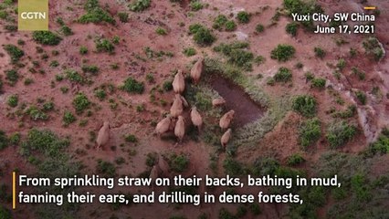 Wandering elephants wear straw hat to escape the heat
