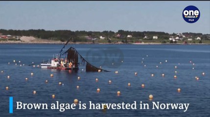 ಸಮುದ್ರದ ನಂಬಿಕೆ:ಇಂಡೋನೇಷ್ಯಾ-ನಾರ್ವೆ |  Seaweed–Hope From the Sea: Indonesia –Norway  | Work Places EP 04