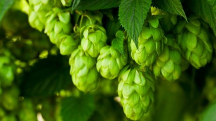 HOW IS BEER MADE//कैसे बनती है बियर???