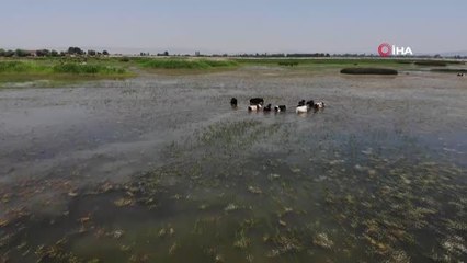 Işıklı Gölü'nde sular çekildi, inekler merada değil gölde otladı