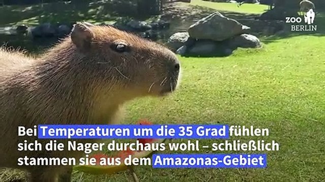 So überstehen die Berliner Zoo-Tiere die Hitze