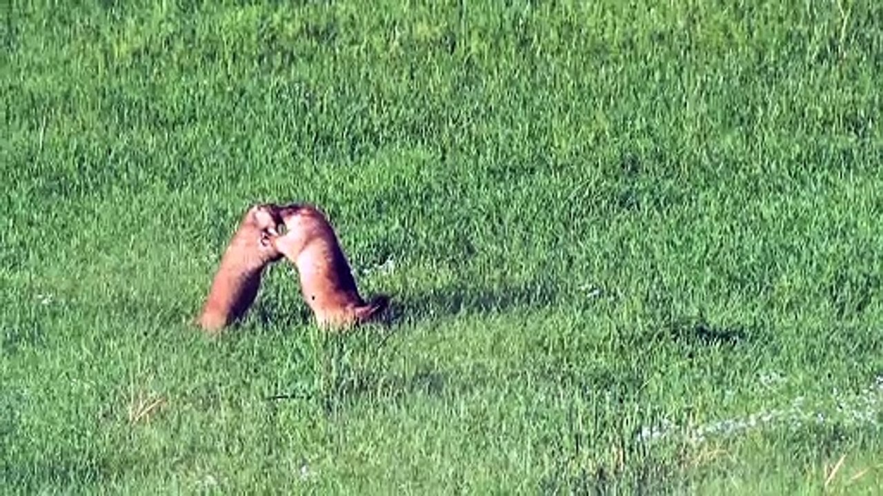 Rodents holding a wild wrestling contest