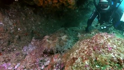 15 Prehistoric creatures that still exist today