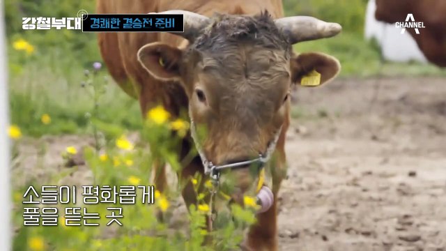 [#강철부대 13회 하이라이트] 삼겹살+김치 경쾌하구나...! 정종현 고향 청도에서 UDT 힐링