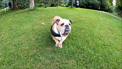 cutest dog and  funny dog #Its viral time