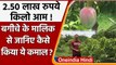 Miyazaki Mangoes: Madhya Pradesh में दुनिया का सबसे महंगा आम | 2.75 lakh kg mango | वनइंडिया हिंदी