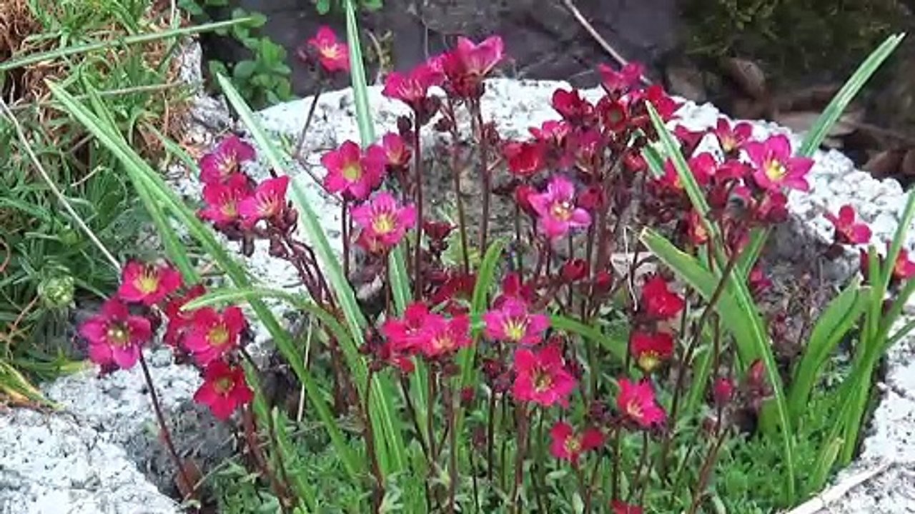 Mehr an Blüten