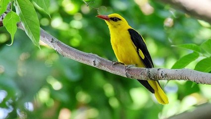 Indian Golden Oriole (Oriolus kundoo) Song - Call - Sounds - Vocals