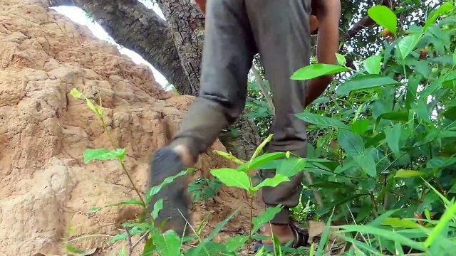 Amazing Wild Animal Attack - Primitive Boy Saves Rabbit From Python Attack - Python Attack Rabbit