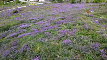 Tarihi Mercimektepe Höyüğü mor renge büründü