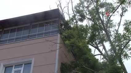 Sağanak yağış sonrası ağaç apartmana devrildi