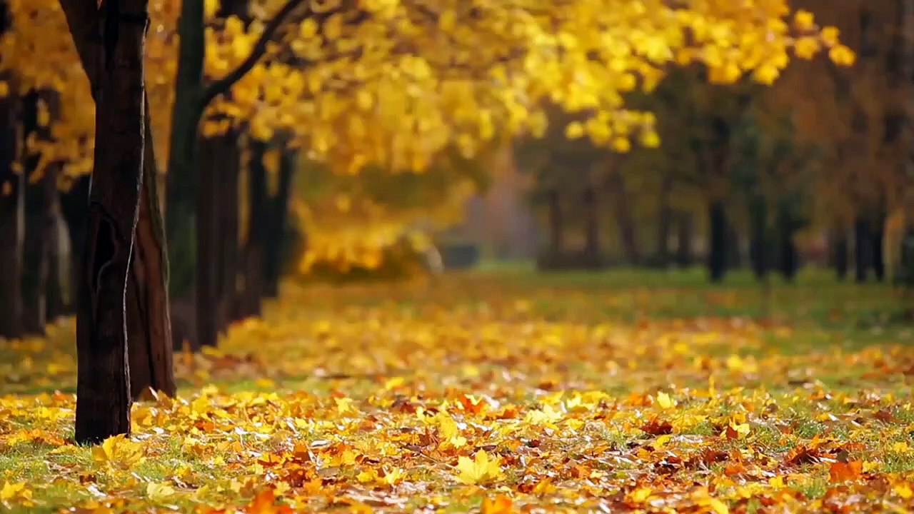Beautiful Nature WhatsApp Status Full HD Screen _ Very Nice Nature Video _ Morning Status
