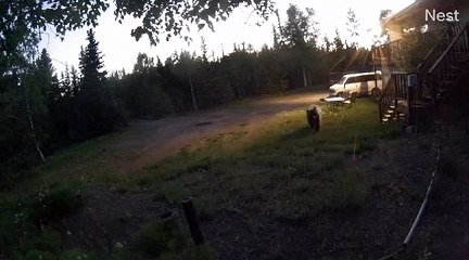 Brown Bear and Her Cubs Chasing Moose