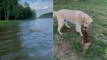 Dog saves baby deer from drowning in lake, here's the clip