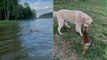 Dog saves baby deer from drowning in lake, here's the clip