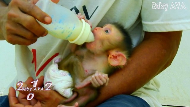 7=0438=AVA=Trillion Angry !! Sister AVA Jealous New Baby MIKE Almost Die Go Cry Alone So Pity AVAS