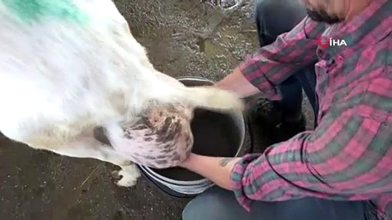 Bu keçi adeta süt fabrikası: Bir günde ağırlığının yarısı kadar süt vererek rekor kırdı