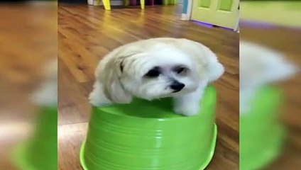 Denge problemi yaşayan sevimli köpek