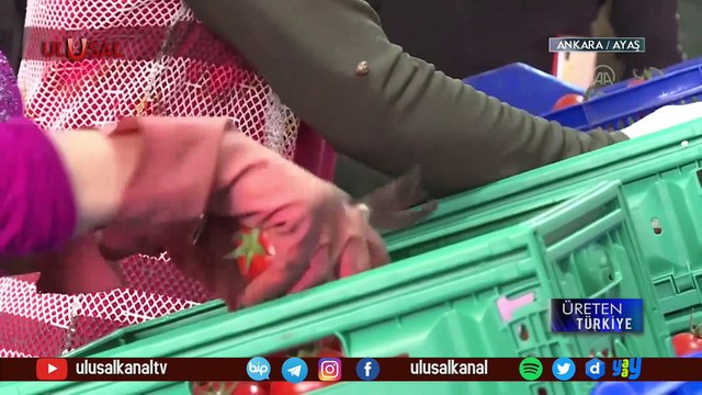 Üreten Türkiye - 19 Haziran 2021 - Ankara Ayaş Köyü - Cenk Özdemir - Ulusal Kanal