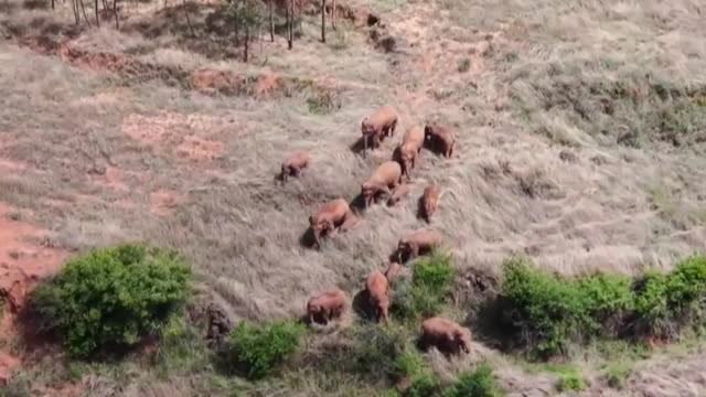 La manada de elefantes china sigue su periplo con más de 500 km a sus espaldas