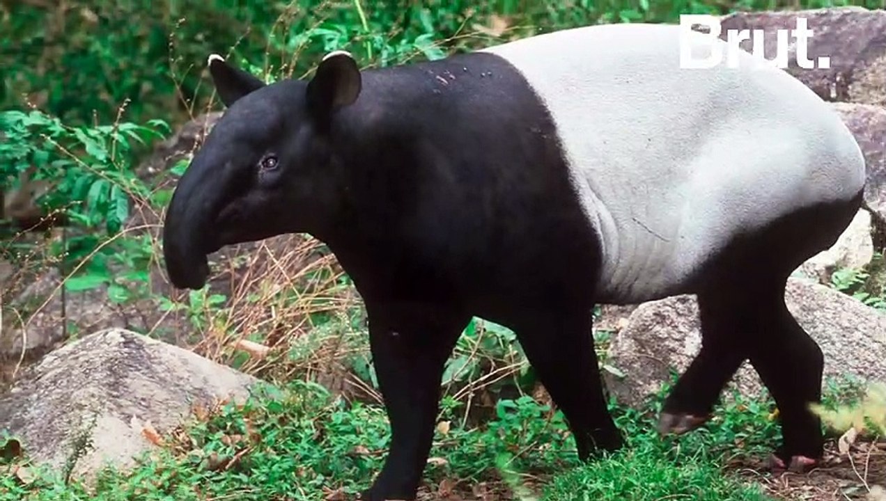 Le plus gros tapir au monde