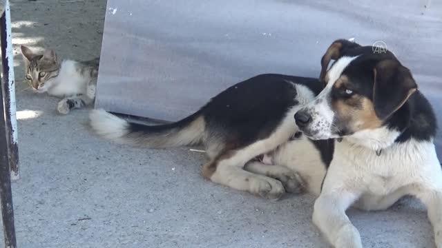 Kedi ile köpeğin dostluğu görenlerin dikkatini çekiyor