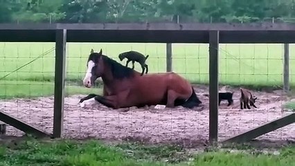 下载视频: Ces bébés chèvres adorent embeter ce cheval