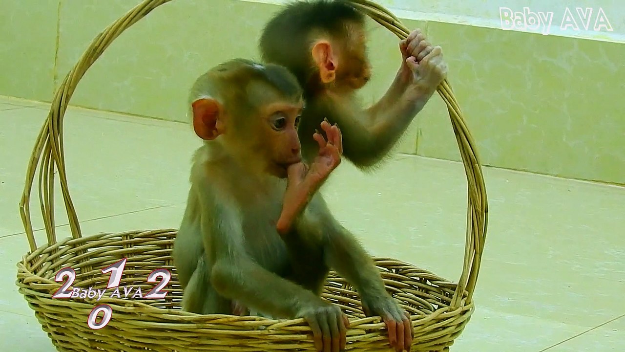 3=3477=Why.. Why.. Sister !! So Sad MIKE Sister AVA Not Well Come New Baby MIKE So Pity