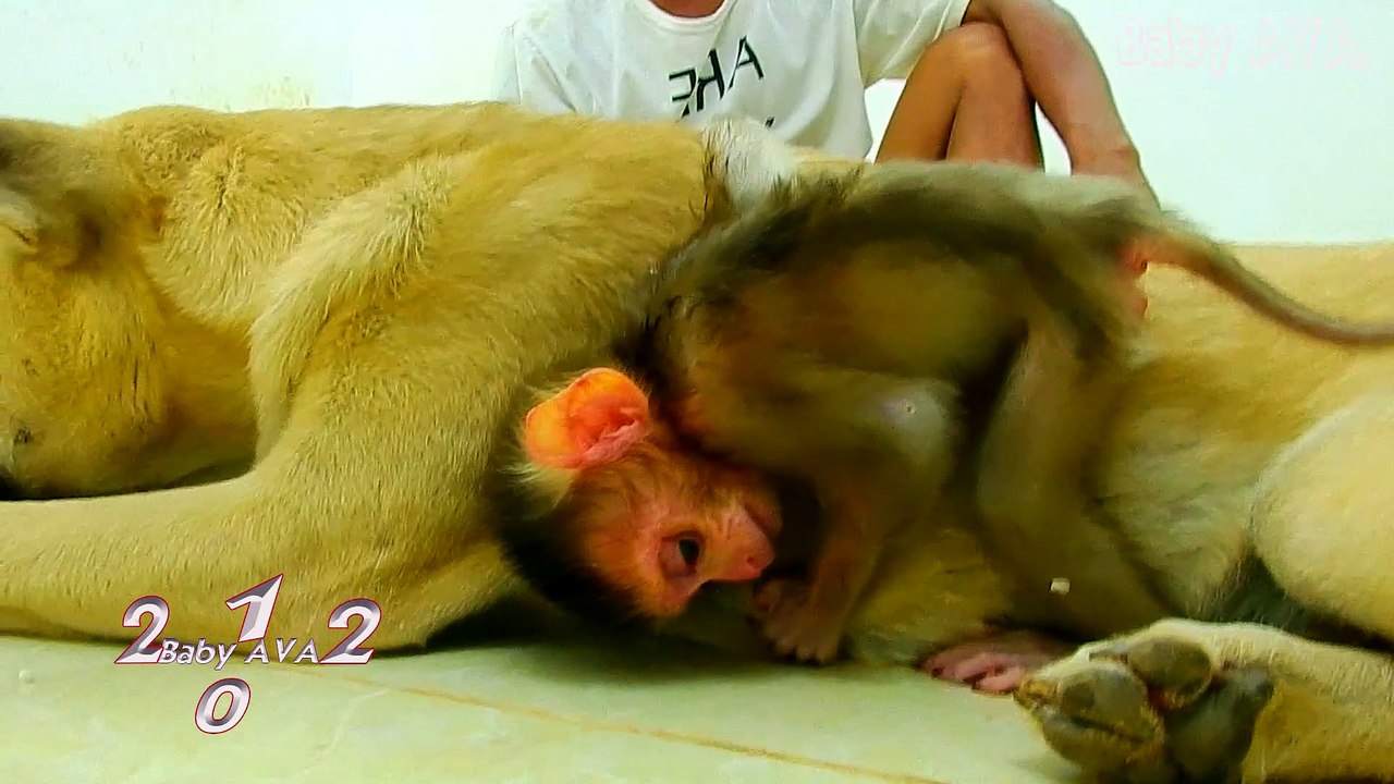 6=AVA=Do Not Abandon Me! So Pity New Baby MIKE Need All Brother And Sister AVA MIKE Find Comfort In Fife