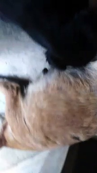 Kopa Nag Dede
