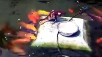 Balıkları gagasıyla besledi