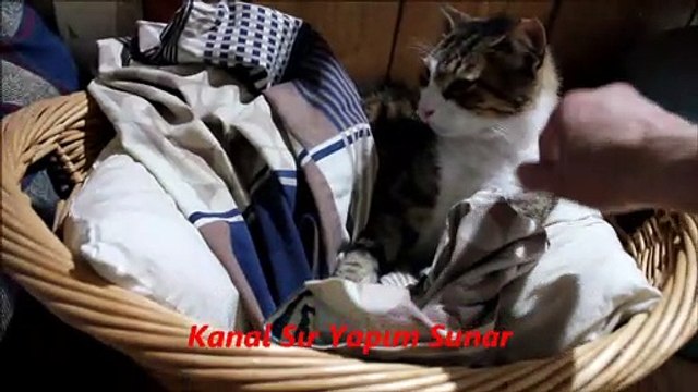 evin yeni üyesi tekir sokak kedisi sır yapım