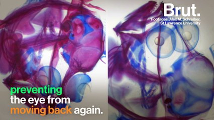 These fish undergo a complete metamorphosis