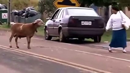 Bu koç herkese kafa tutuyor!