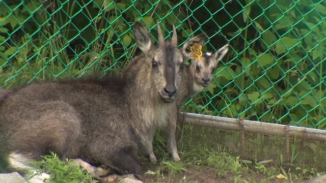 새끼 5마리 태어났어요...천연기념물 '산양' 출산 첫 공개 / YTN