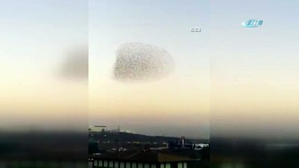 Kuşların dansı herkesi büyüledi