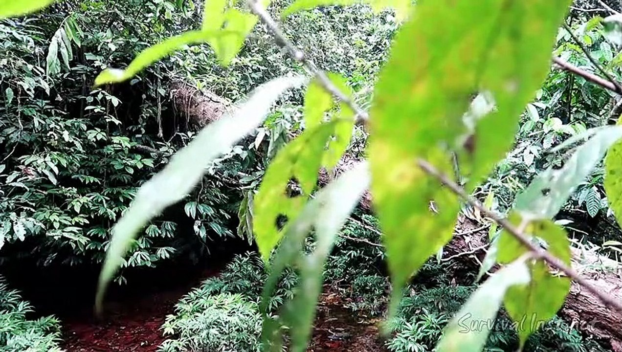 The best swimming pool in the streams, survival in the tropical rainforest, ep 32