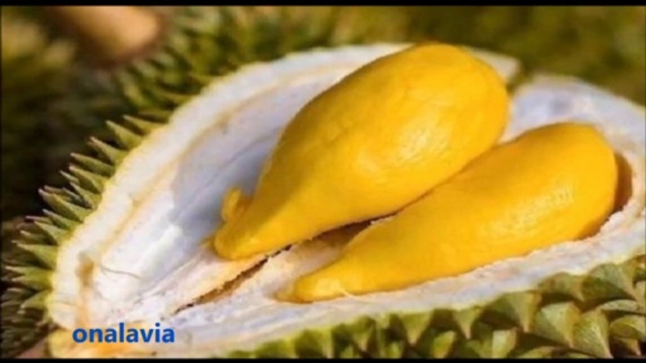 Durian Yahudi