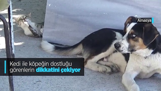 Kedi ile köpeğin dostluğu görenlerin dikkatini çekiyor
