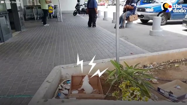 Puppy Left Outside Supermarket Is So Happy Someone Came Along _ The Dodo # ANIMAL LOVERS