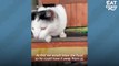 Stray Cat Waits For This Guy At Work Every Morning For 2 Years _ The Dodo Cat Crazy # ANIMAL LOVERS
