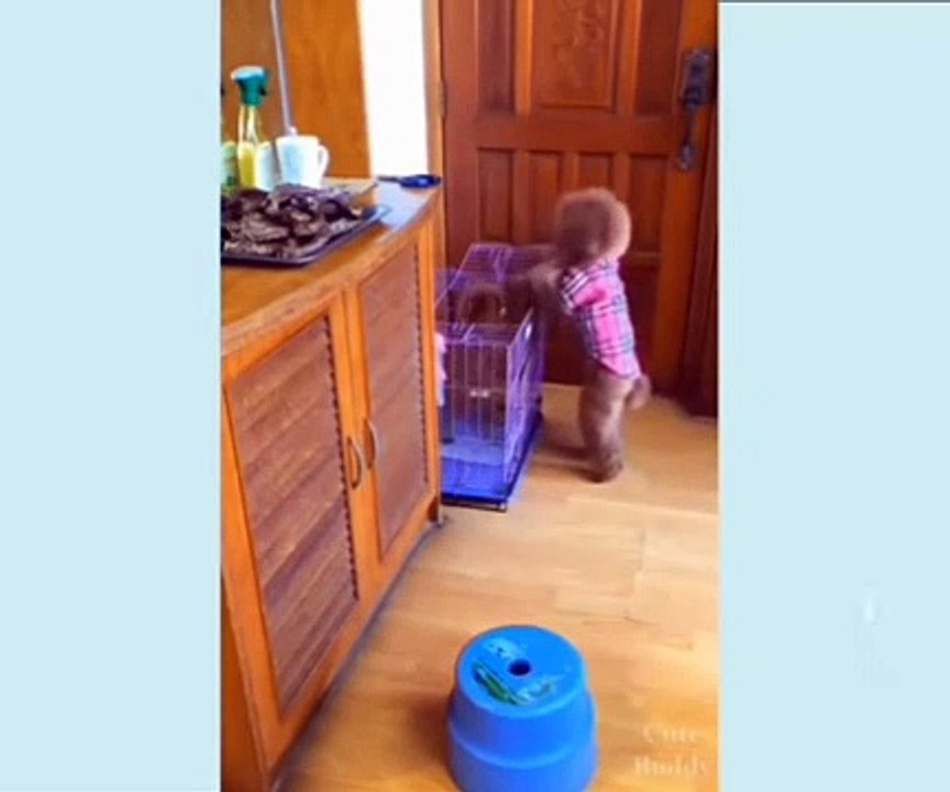 Cute and funny animal 