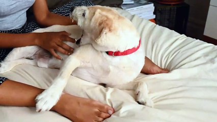 Most Funny Dogs Video II Cute Baby Dogs