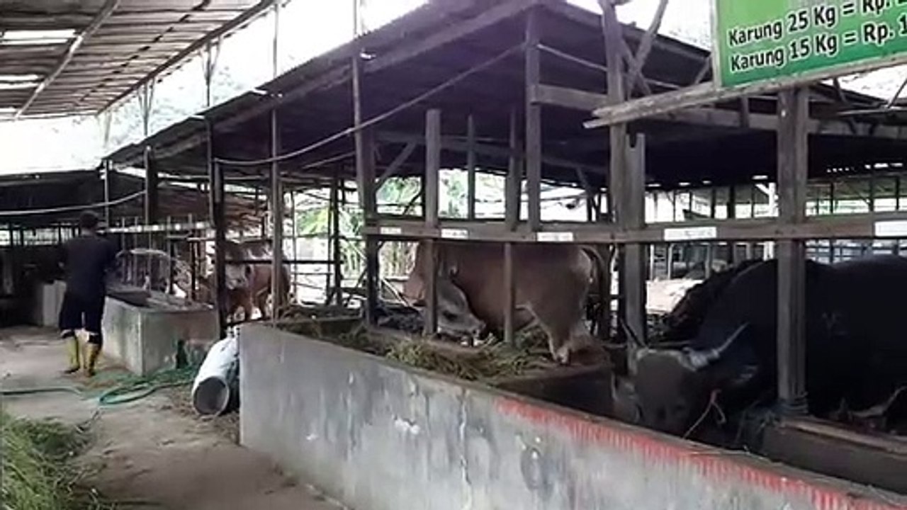 Merawat Ternak Agar Tak Ngamuk saat Penyembelihan, Ini Syarat Sah Hewan Kurban