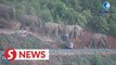 China's migrating elephant herd shows returning trend