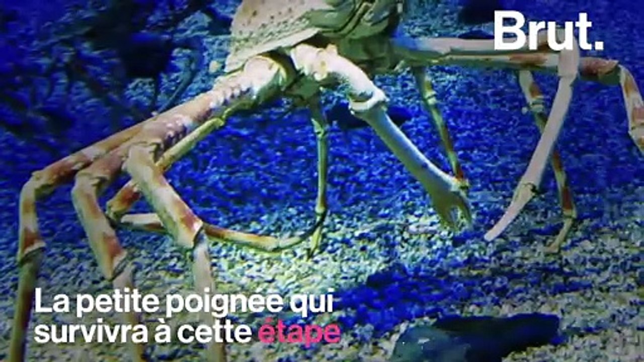 Voici le crabe-araignée géant du Japon