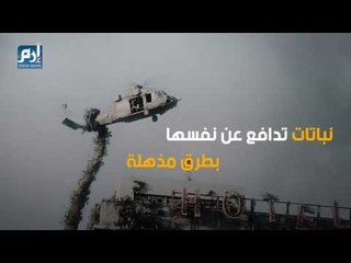 نباتات تدافع عن نفسها بطرق مذهلة