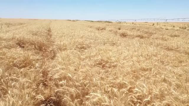 ŞANLIURFA - Ceylanpınar Tarım İşletmesi'nde hasat ve ekim bir arada