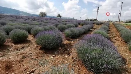 Lavantalar kaymakamlık eliyle sabun, kozmetik ürün ve yağa dönüştü